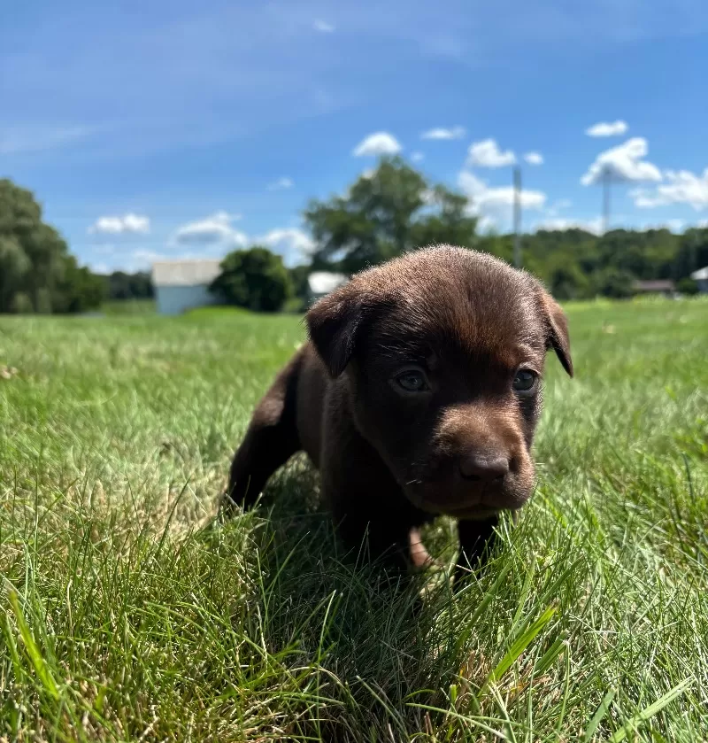 Remi