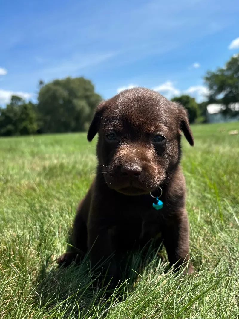 Remi