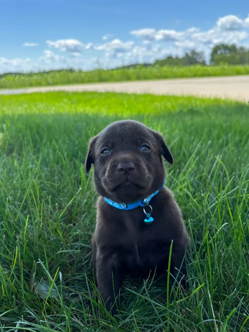 Remi