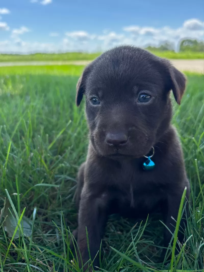 Remi