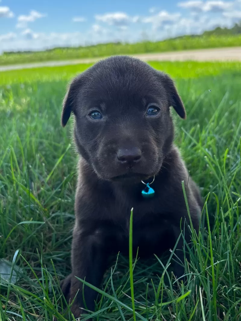 Remi