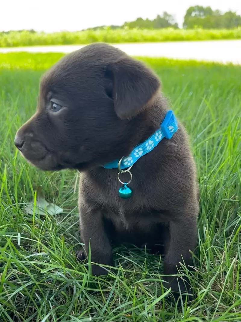 Remi