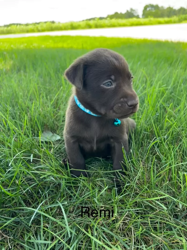 Remi