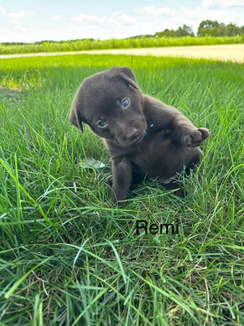 Remi