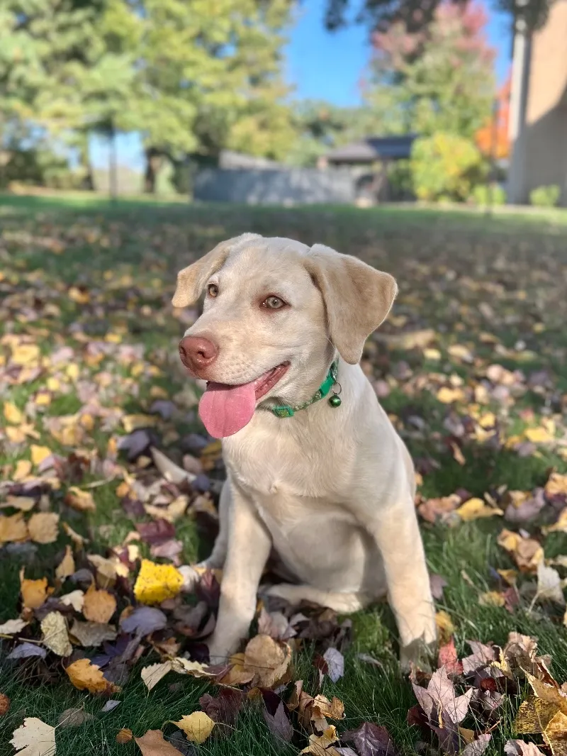 Puppy Name: Oakley