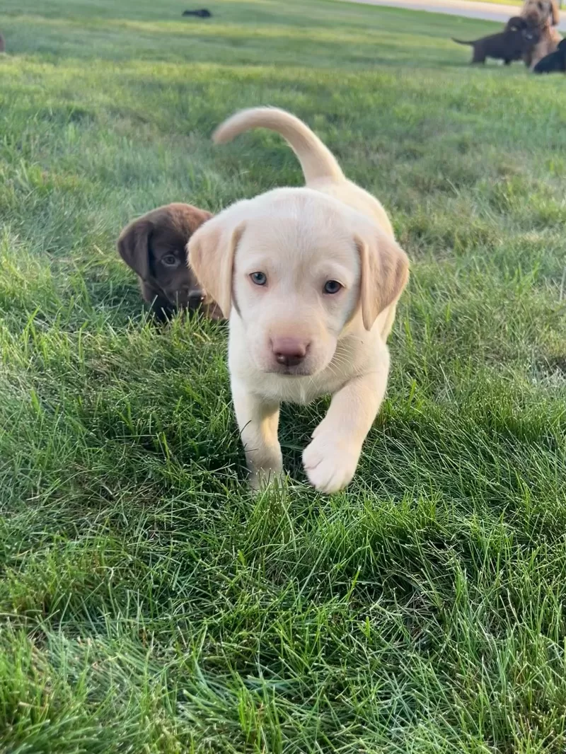 Puppy Name: Oakley