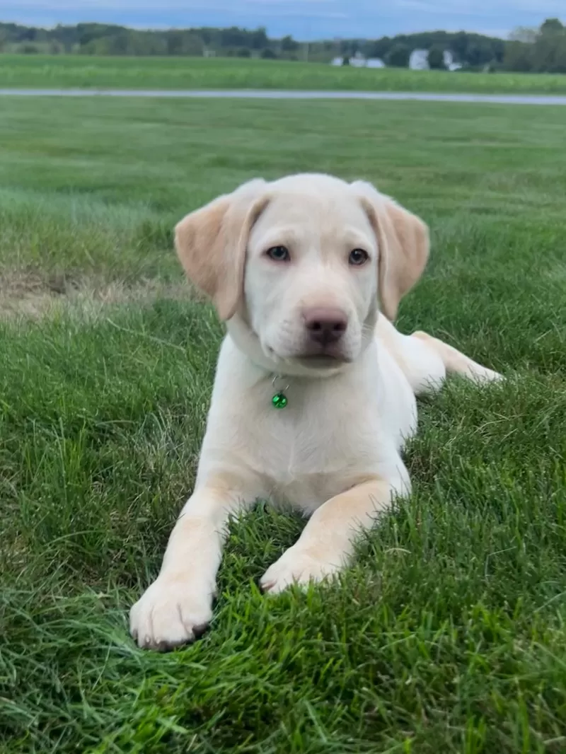 Puppy Name: Oakley