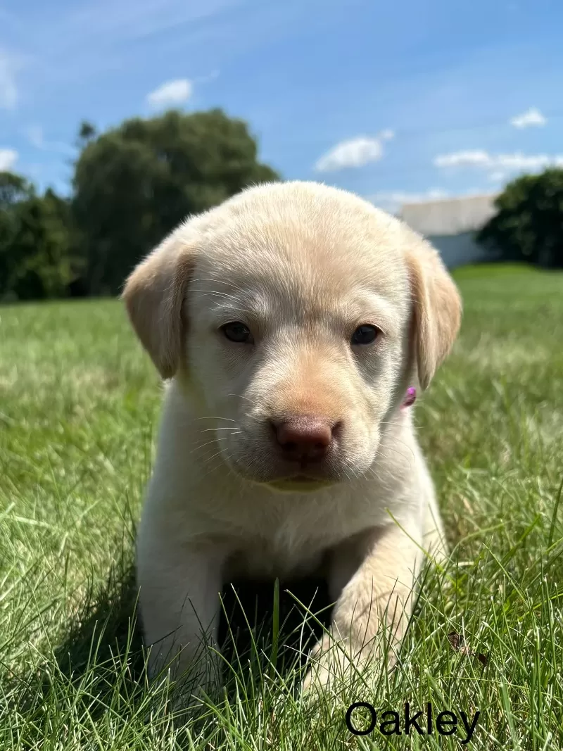 Puppy Name: Oakley
