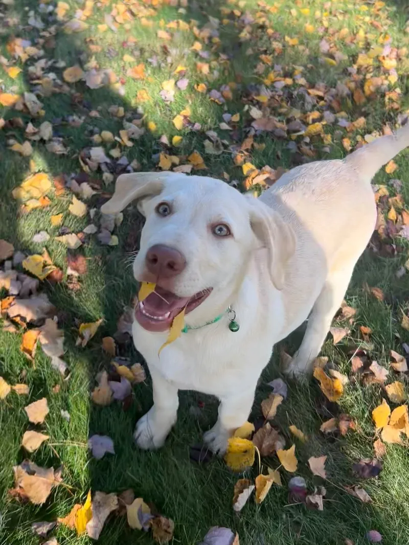 Oakley