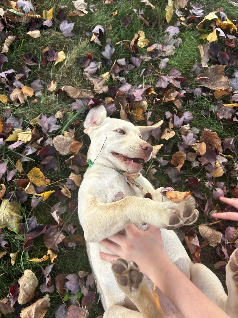 Oakley
