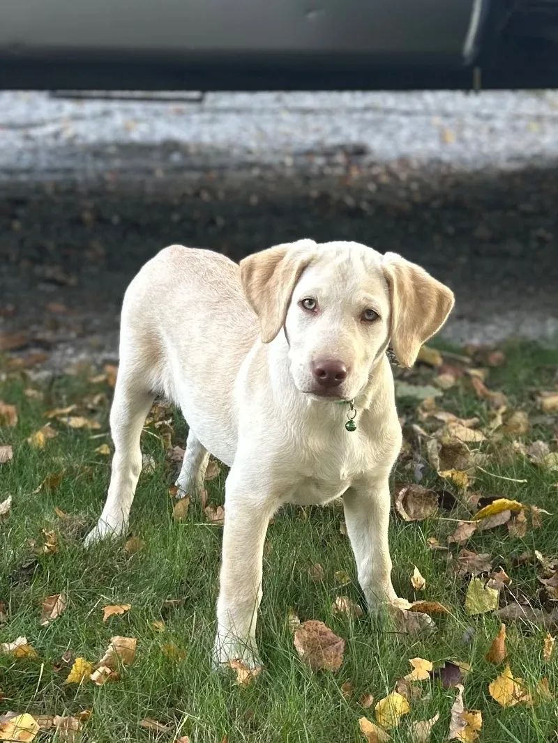 Oakley