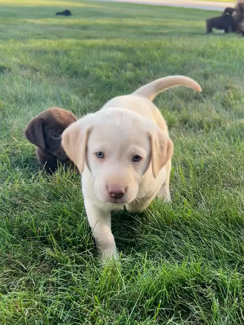 Oakley