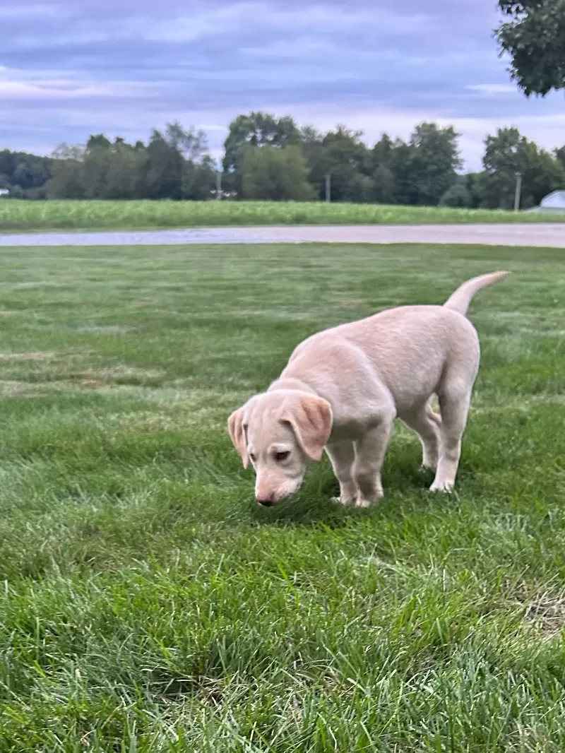 Oakley