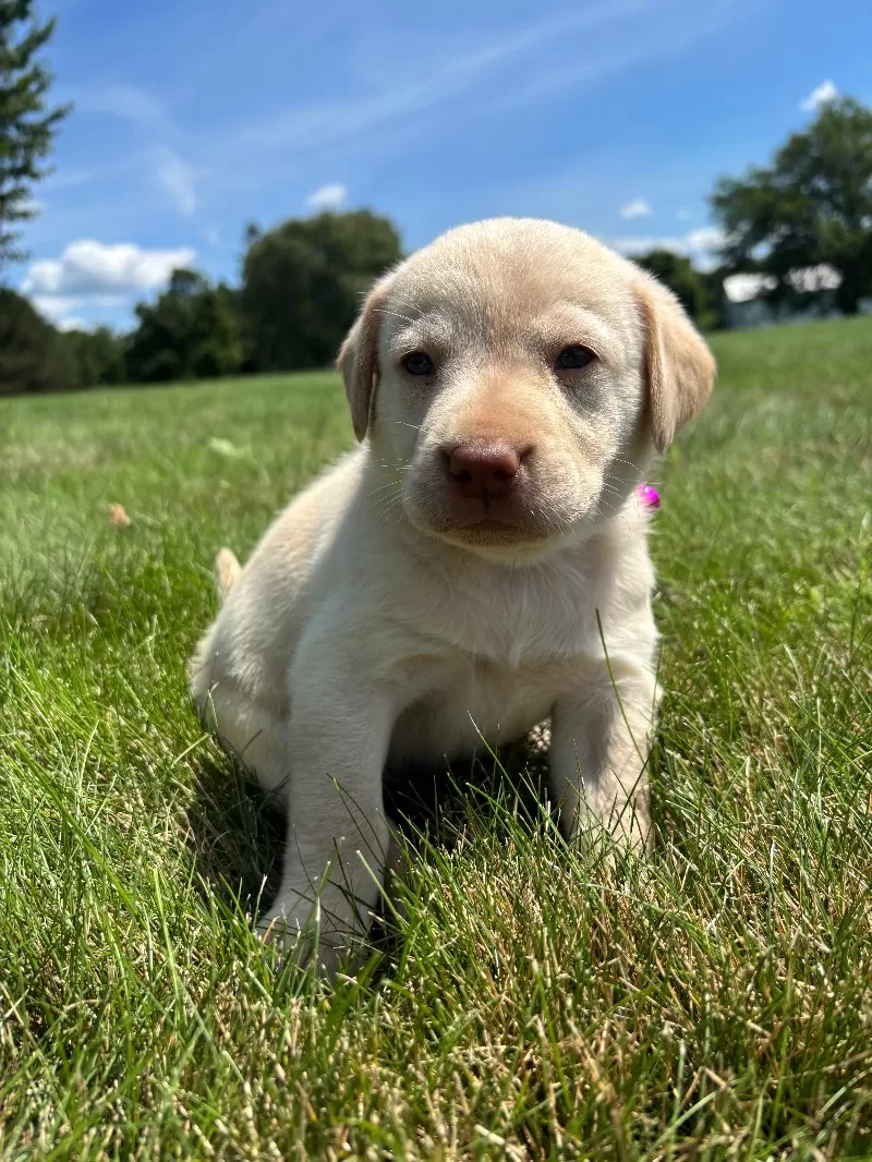 Oakley