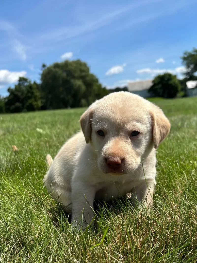 Oakley