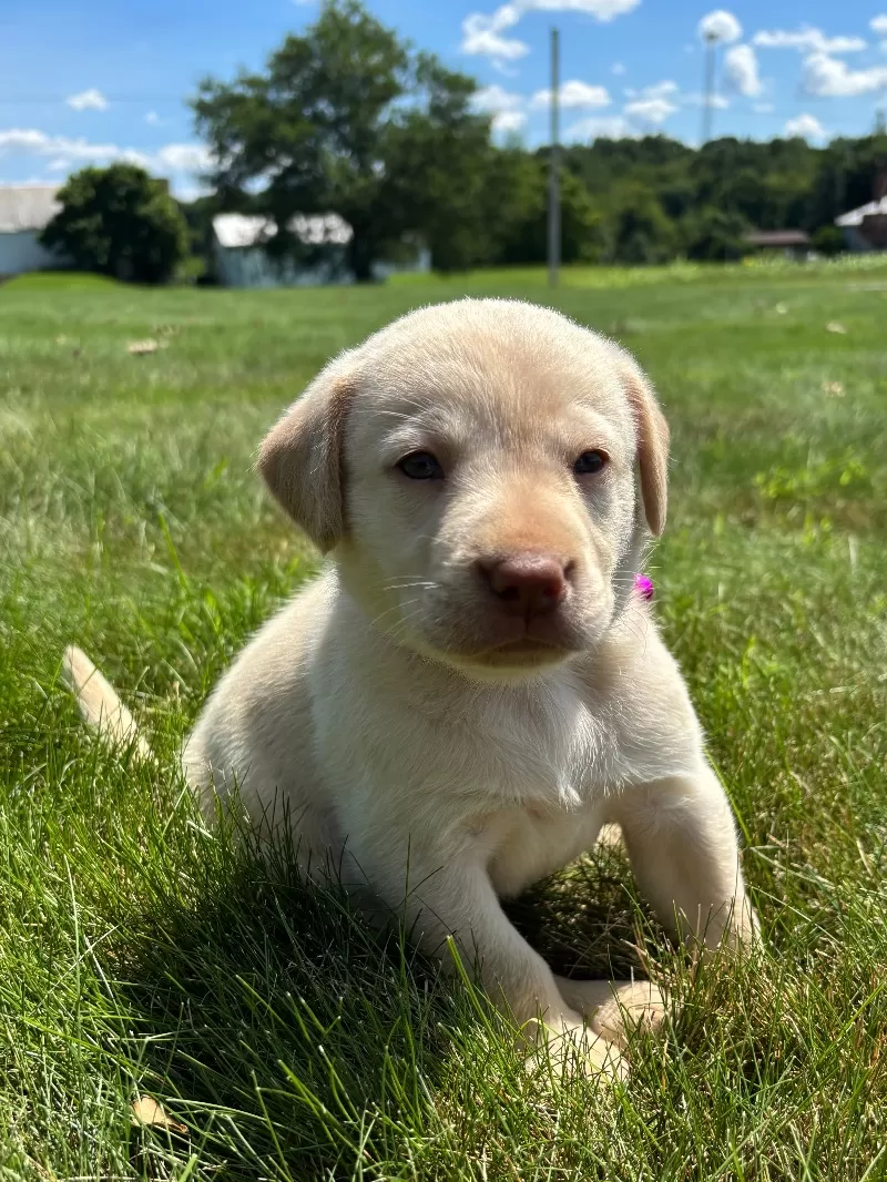 Oakley