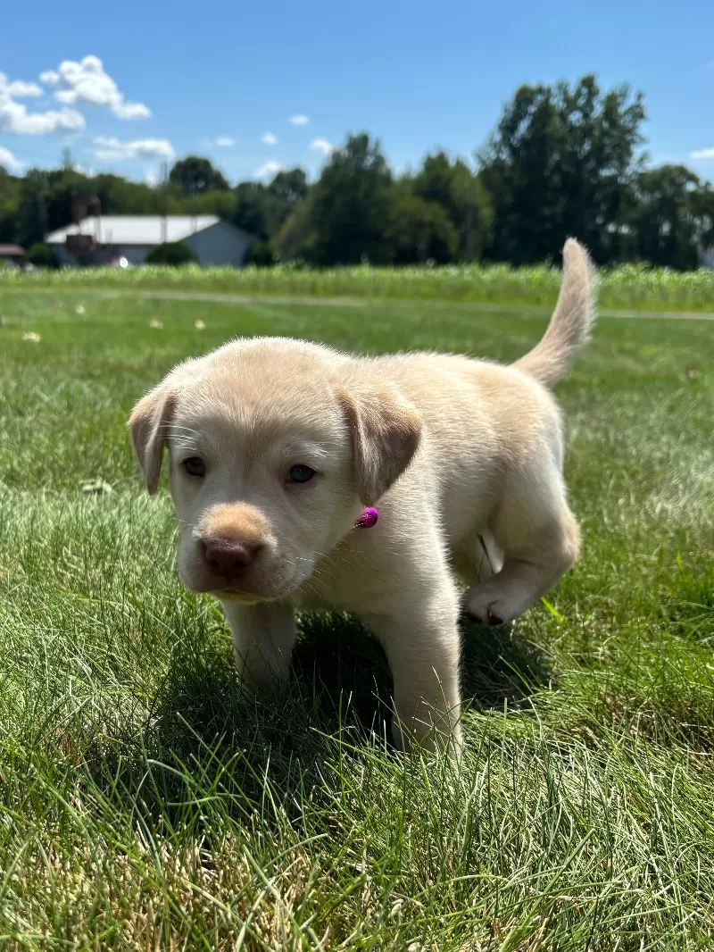 Oakley