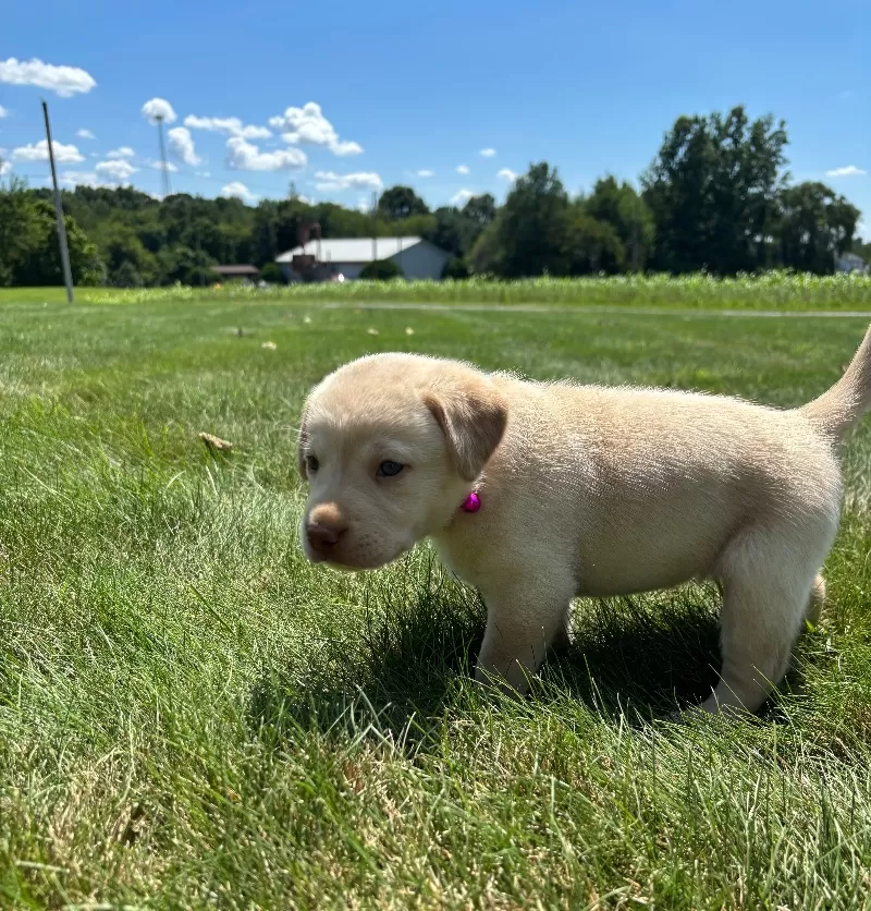Oakley