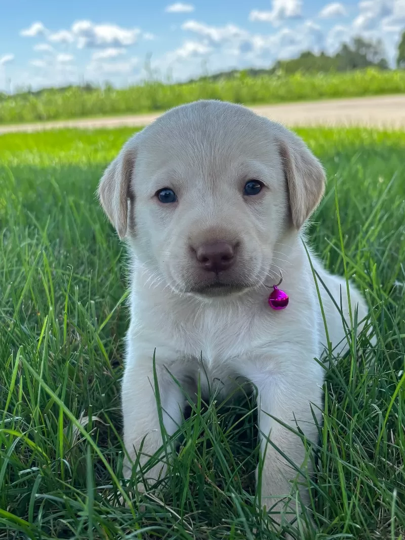 Oakley