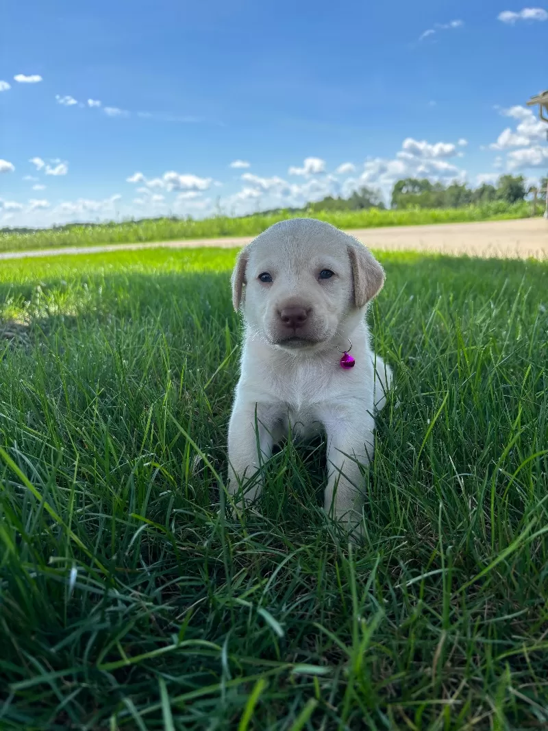 Oakley