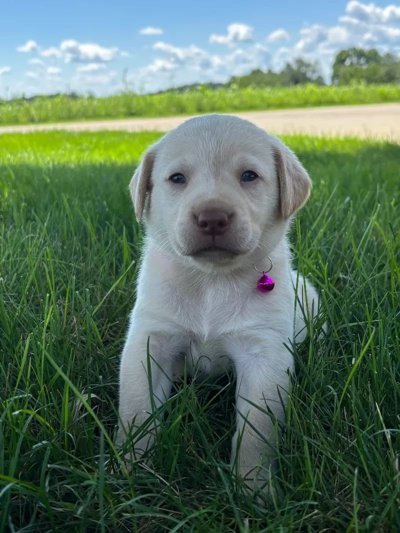 Oakley