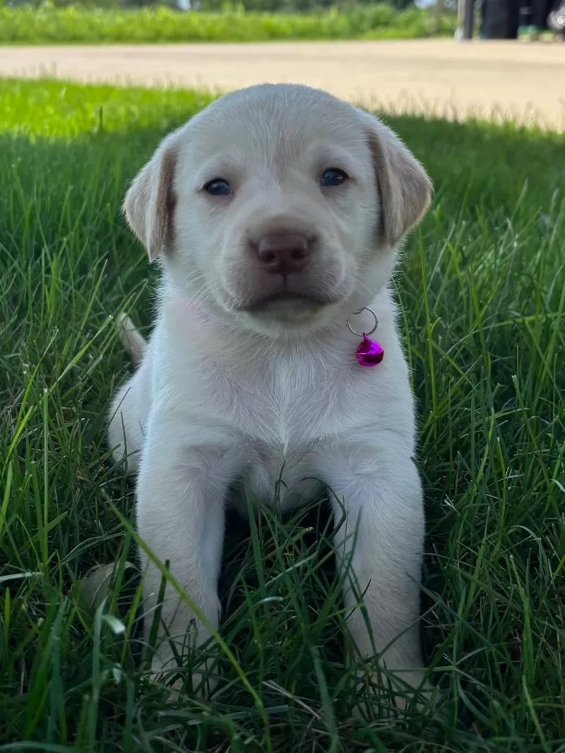Oakley
