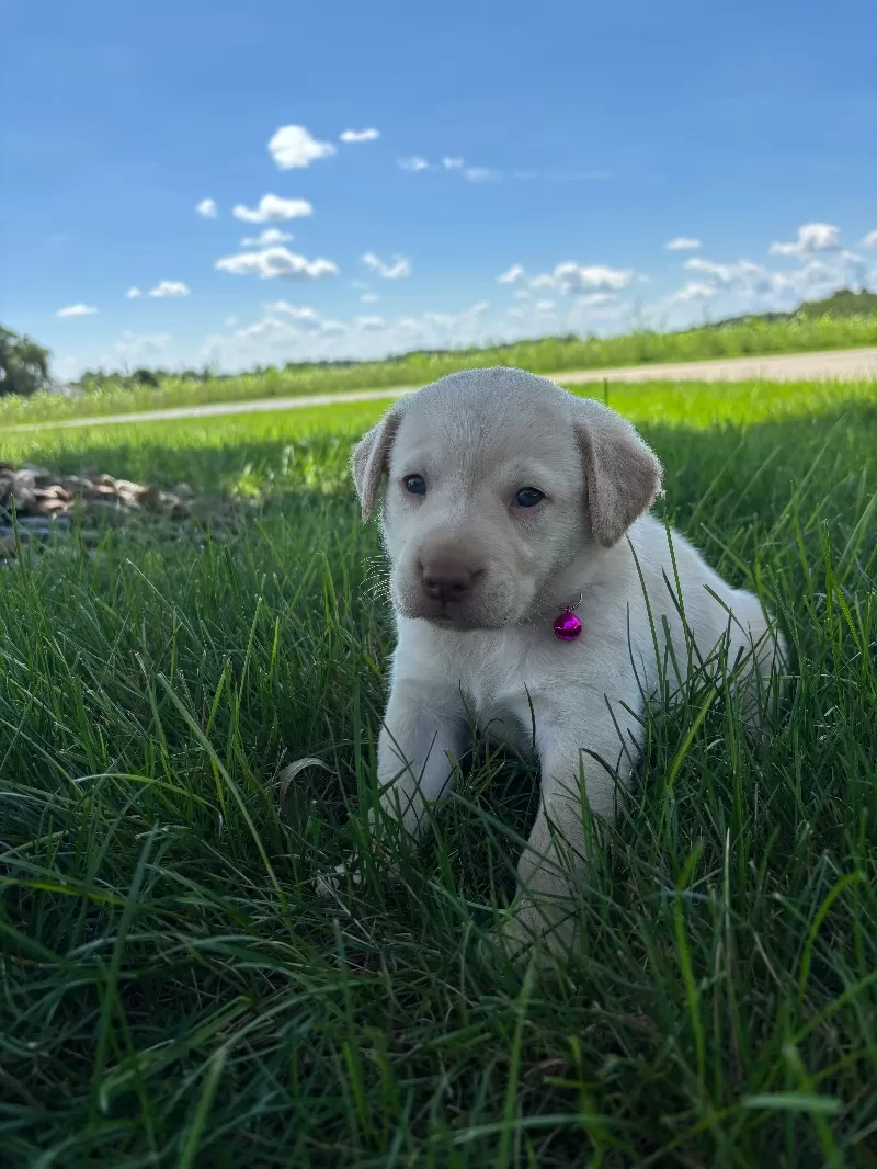 Oakley
