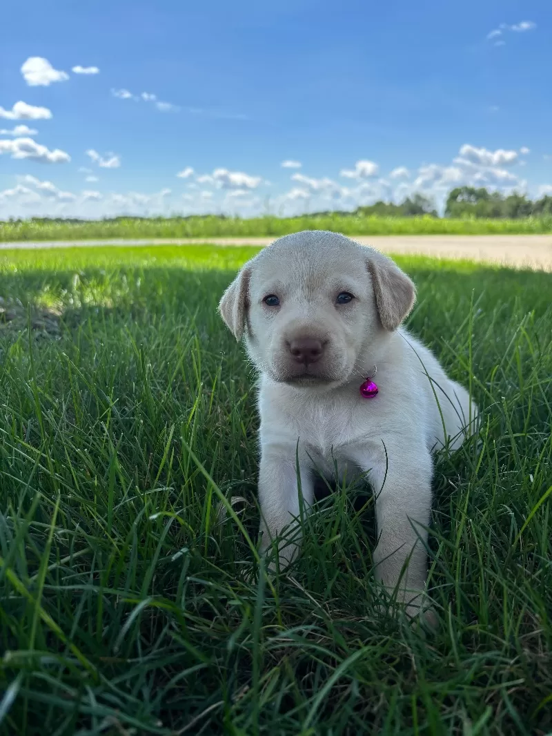 Oakley