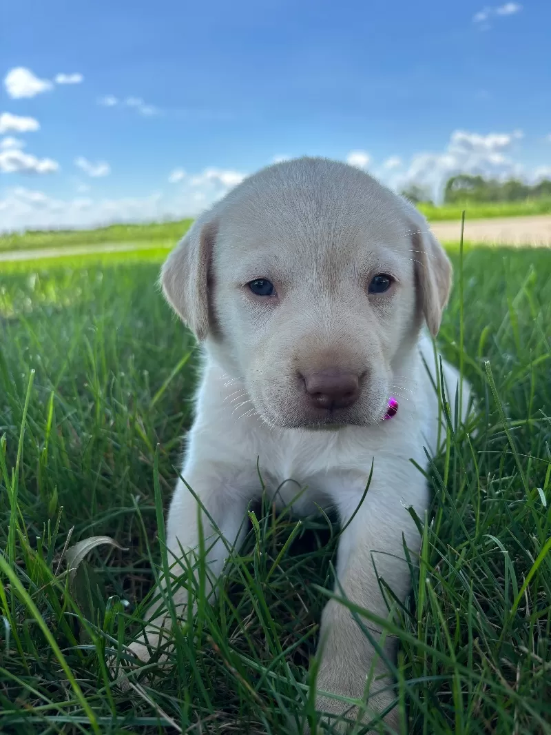 Oakley