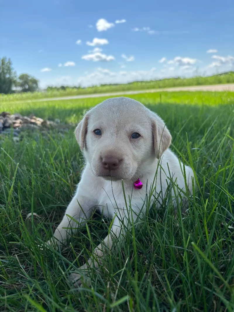 Oakley