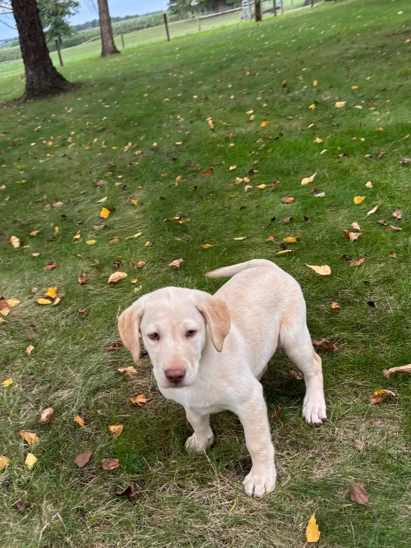 Oakley