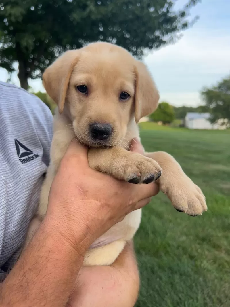 Puppy Name: Ember