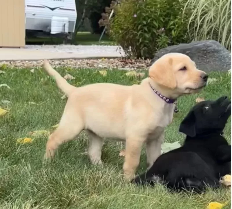 Puppy Name: Ember