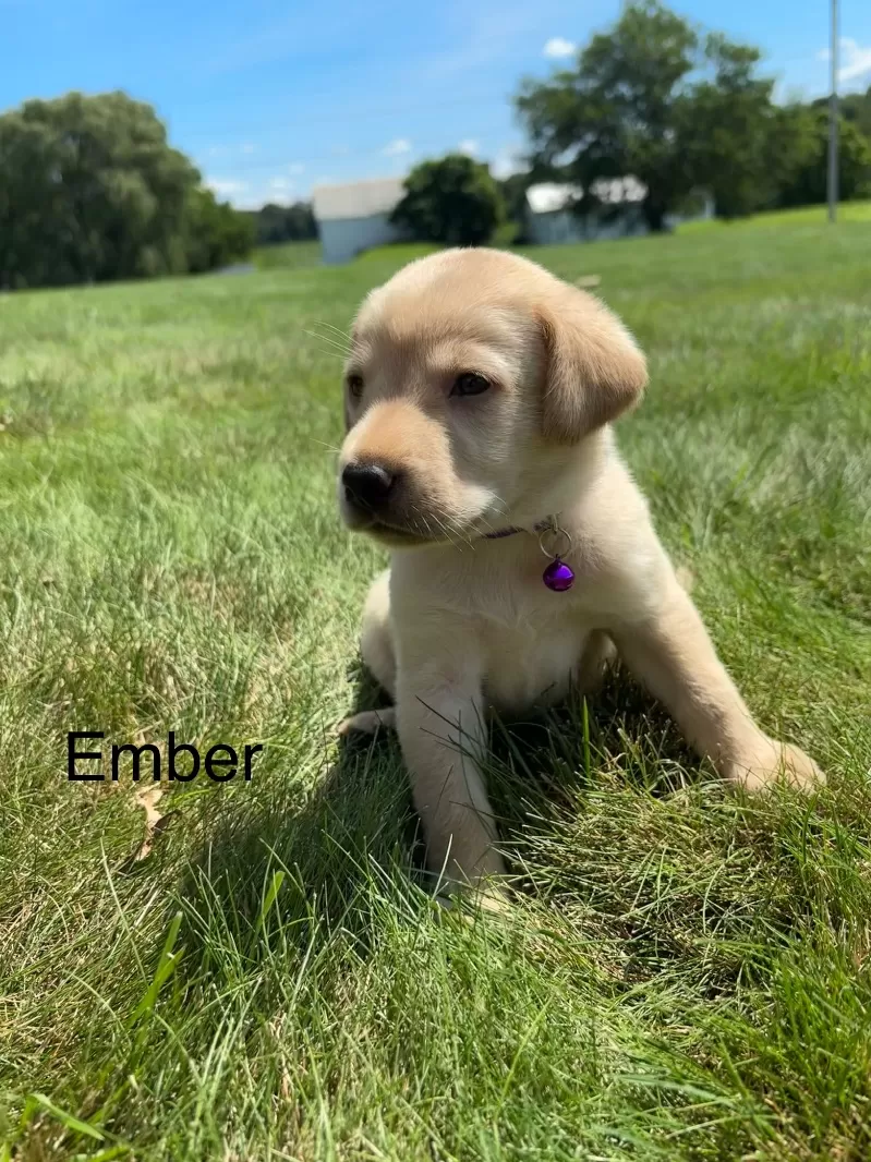 Puppy Name: Ember