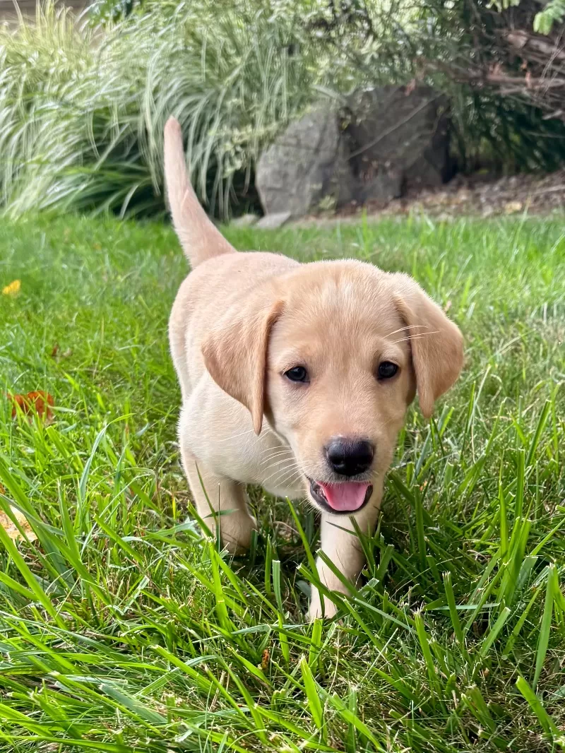 Puppy Name: Ember