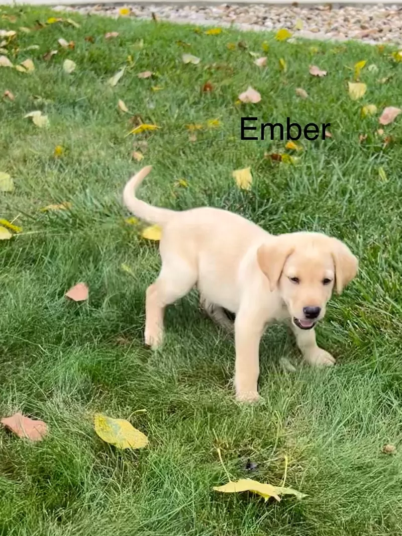 Ember
