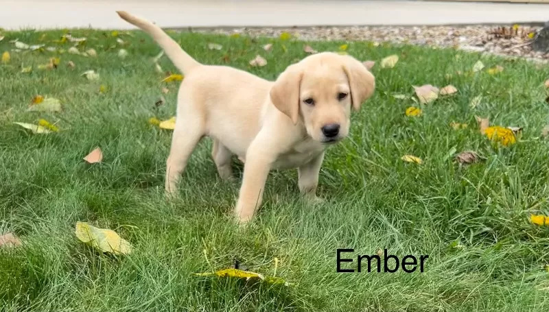 Ember