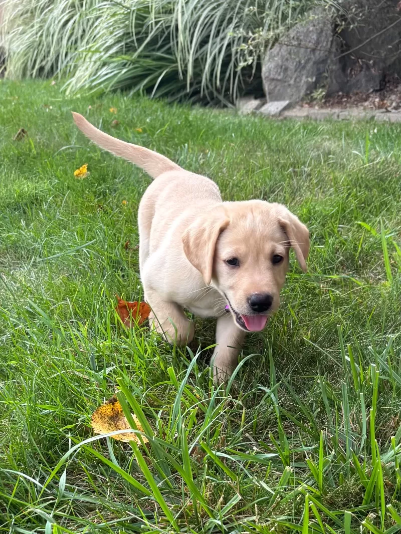 Ember