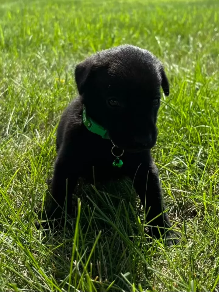 Scout