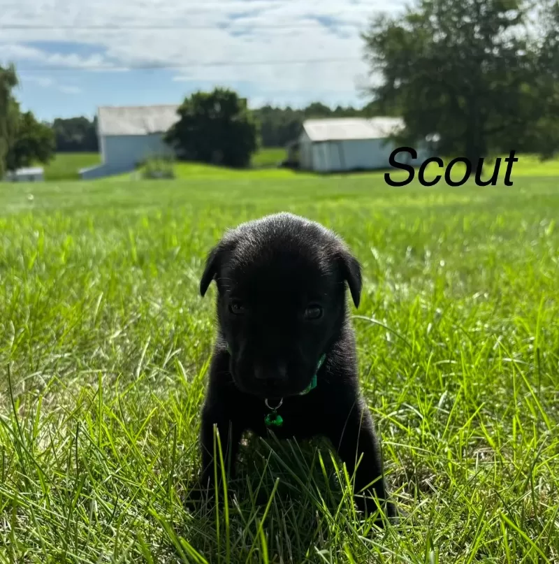Scout
