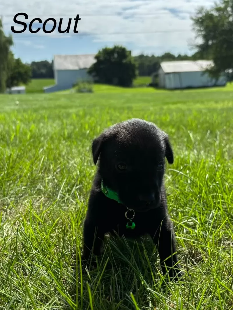 Scout