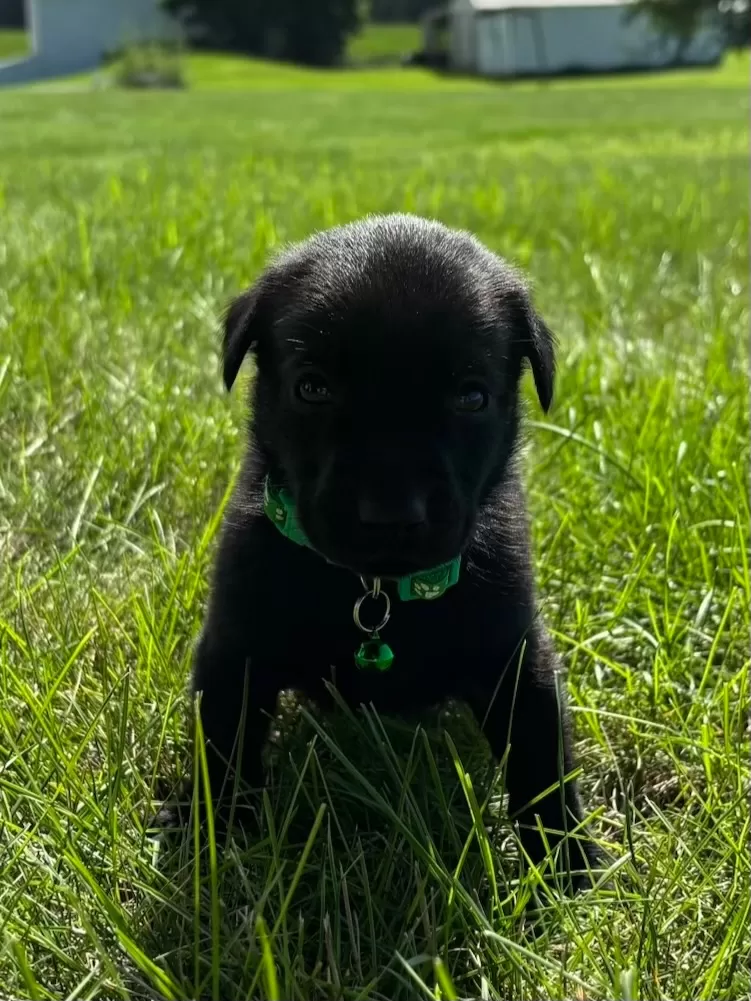 Scout