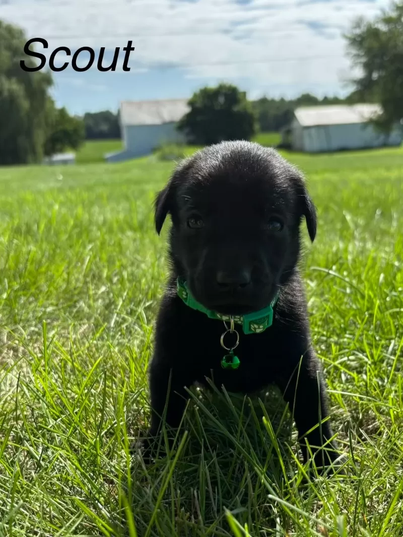 Scout
