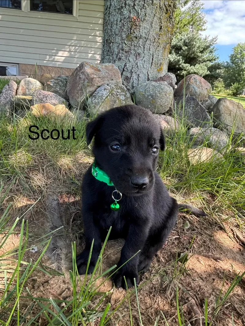 Scout