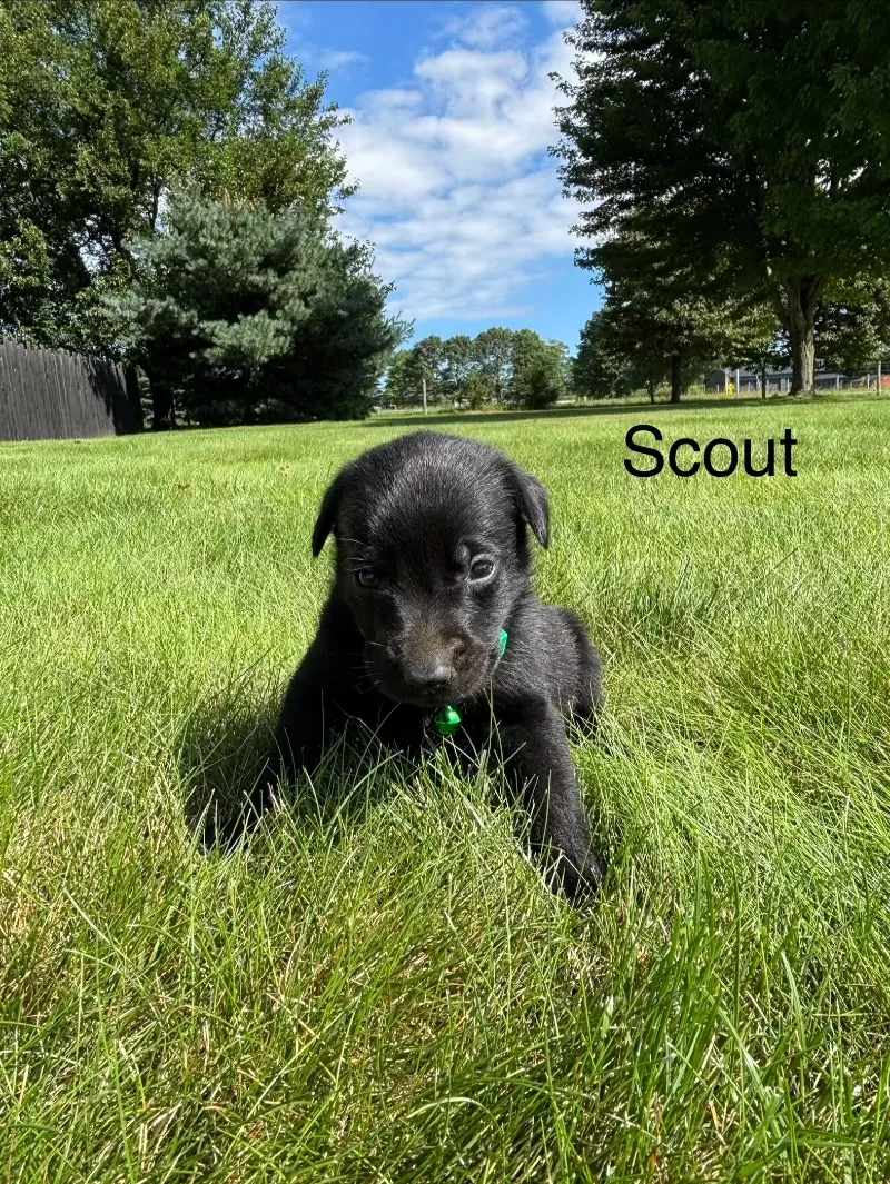 Scout