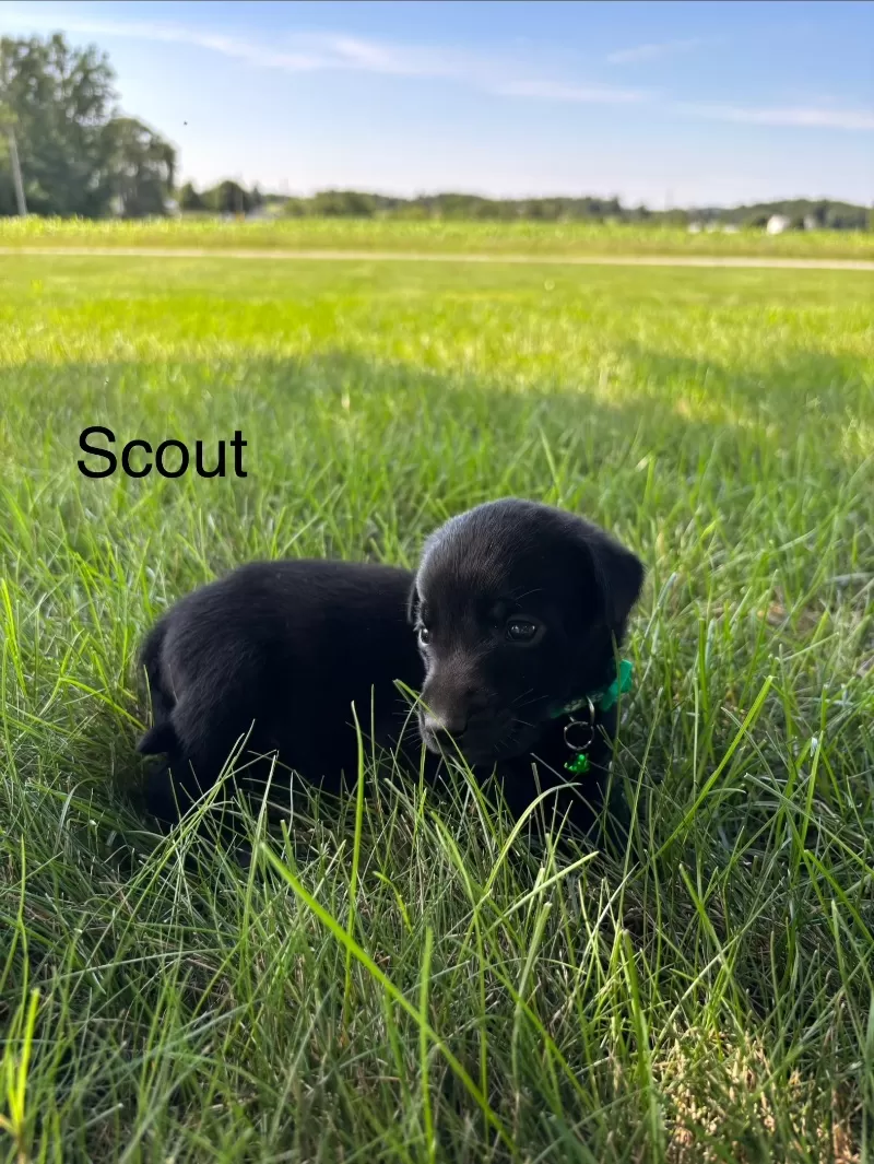 Scout