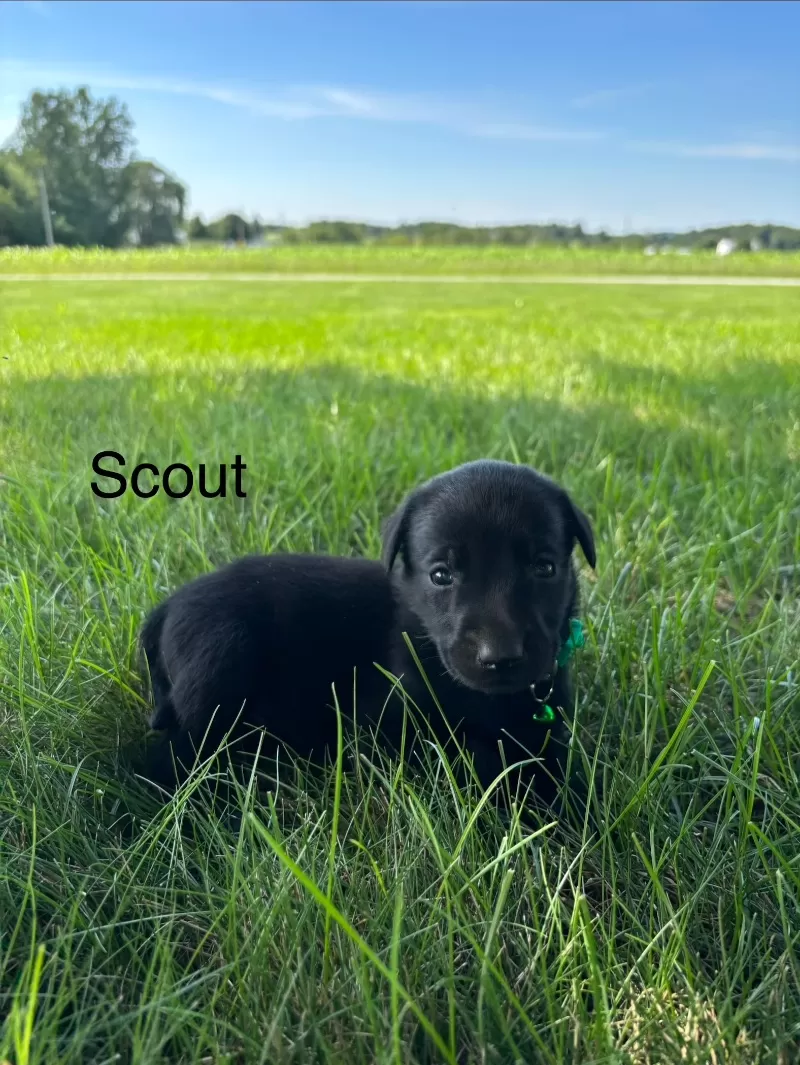 Scout