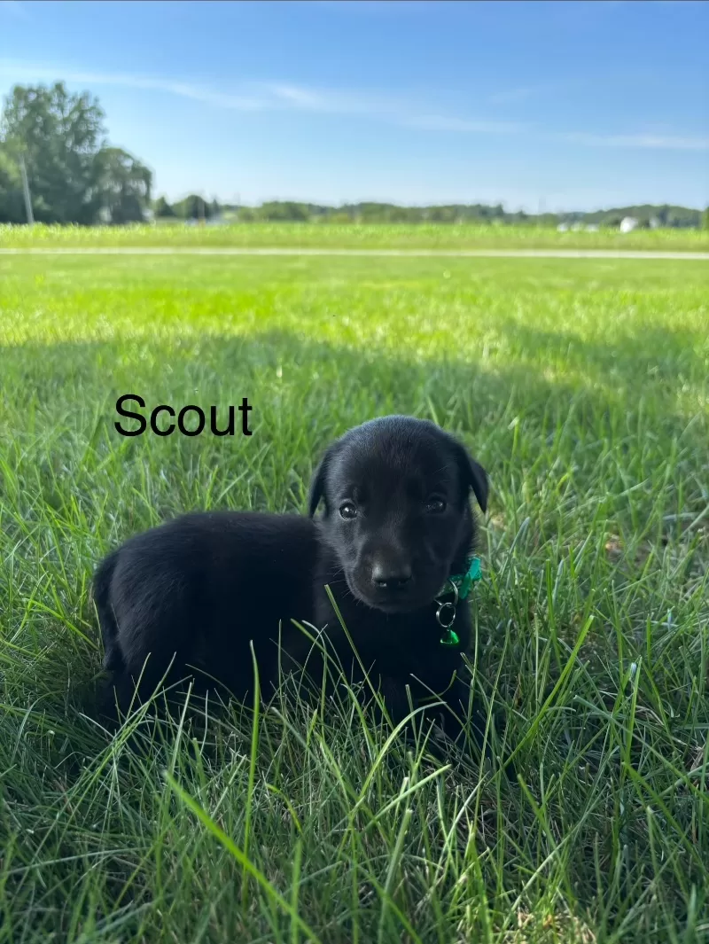 Scout