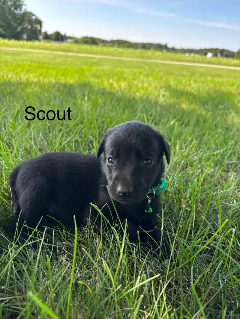 Scout