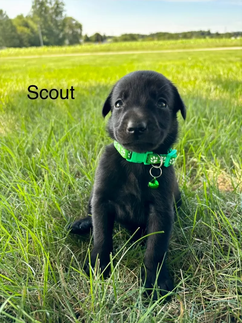 Scout